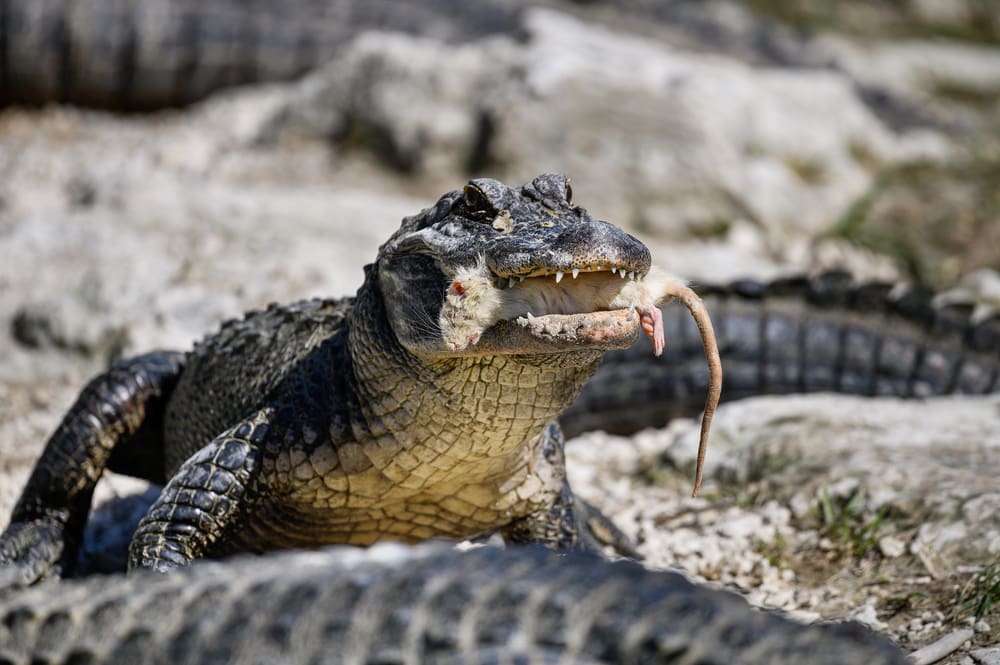 Big alligator eating its prey rat
