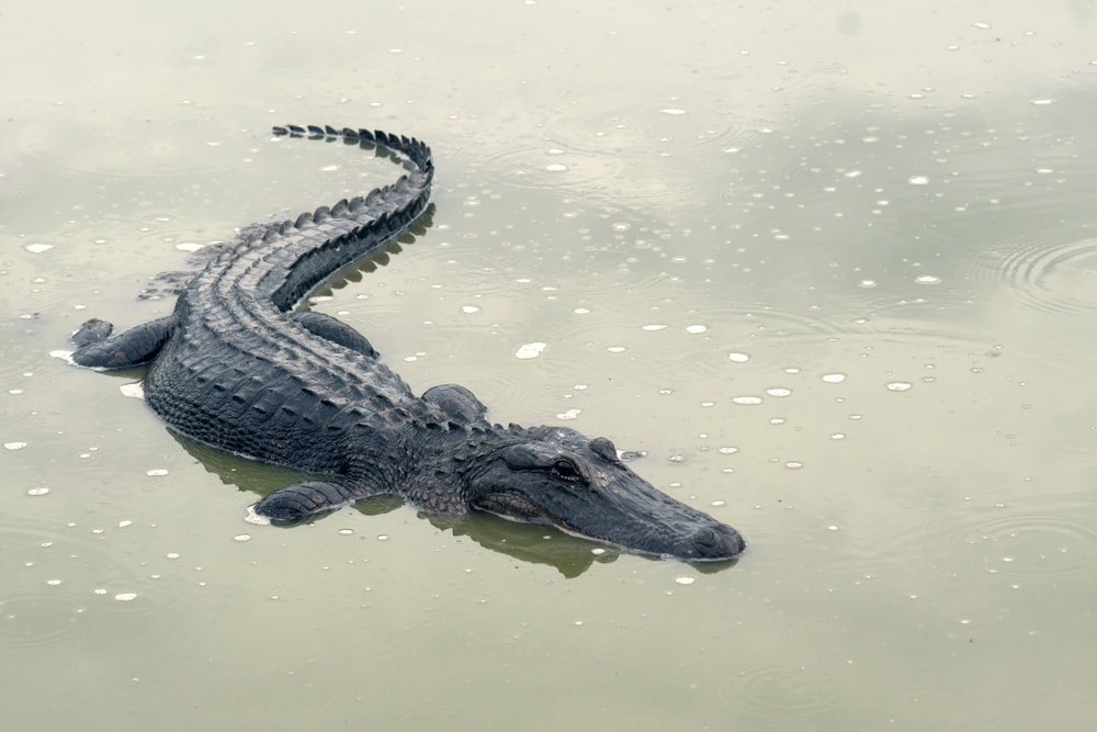 Large alligator hiding under water