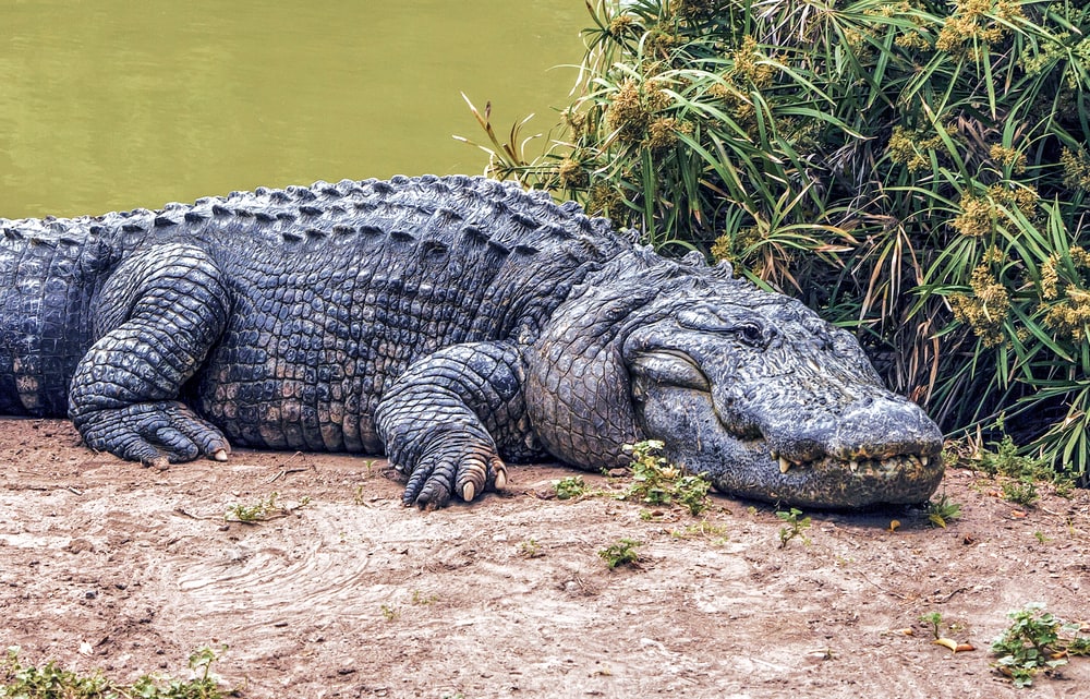 Large alligator setting its foot to a land