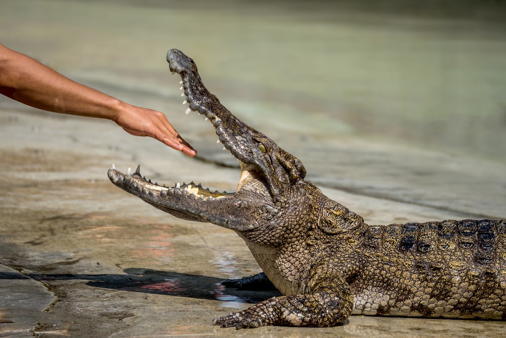 Human trying to bait his hand in a large mouth of alligator