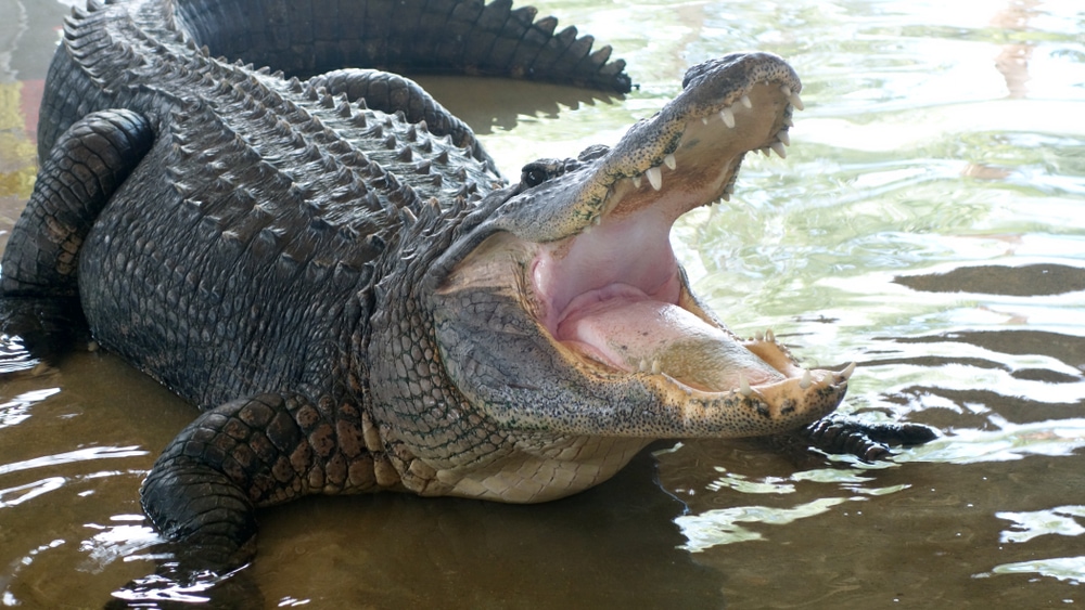 Large alligator expecting a food from tourist