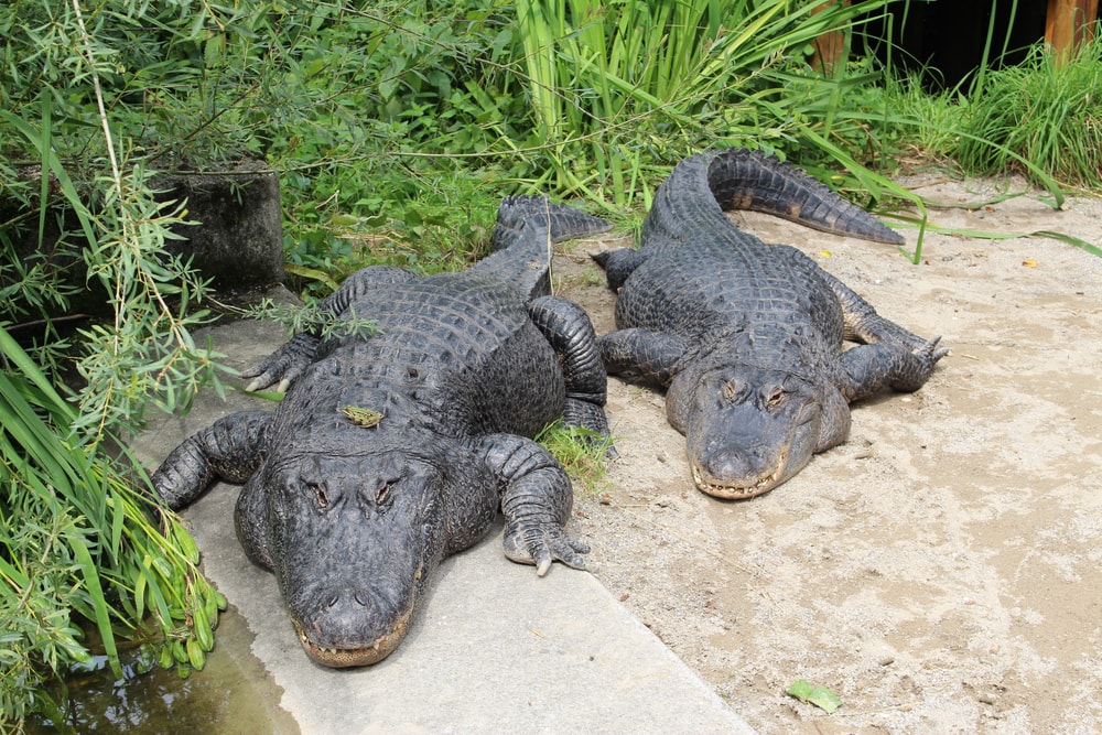Two large alligator staring into cameraman