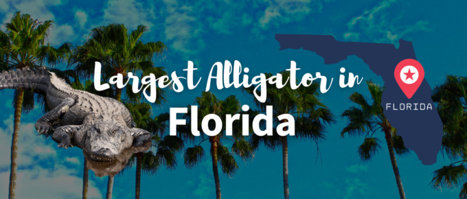 Largest alligator in florida featured image