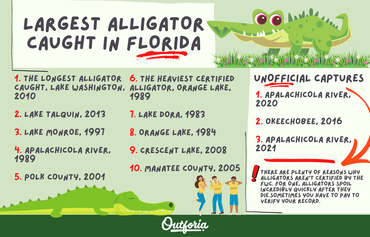 Largest alligator in Florida infographics