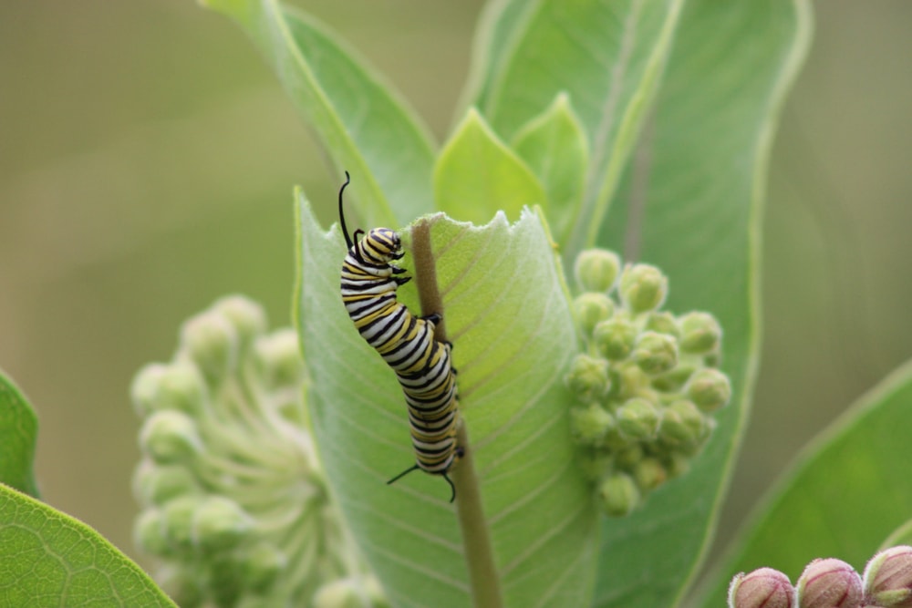 Monarch caterpillar on milkweed twig