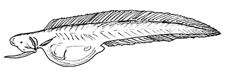 illustration of Monognathus, or onejaw, is the only genus of the family Monognathidae of deep-sea types of eels