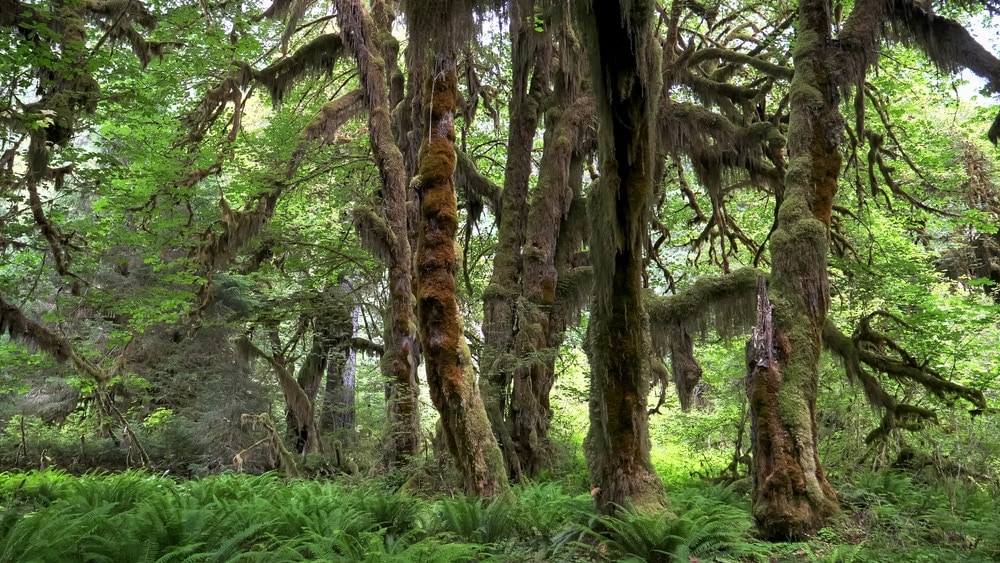 Bigleaf Maple trees at Olympic National Park