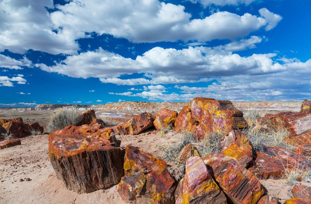 Big tree trunks at Petrified Forest National Park in Arizona