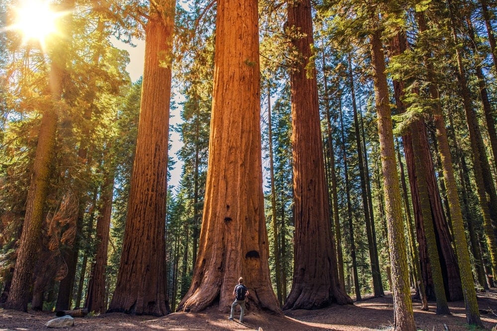 large trees of Sequoia National Park in California