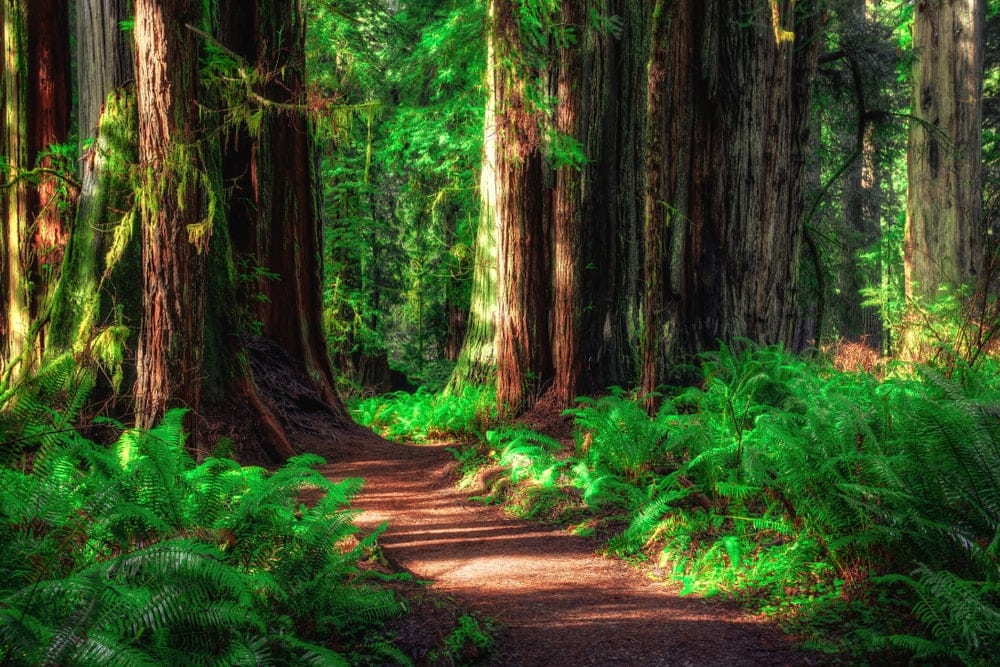 Pathway and big trees of Redwood National Park in California