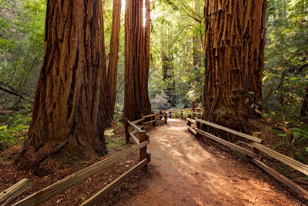 Big trees and pathway at Muir Woods National Monument in California