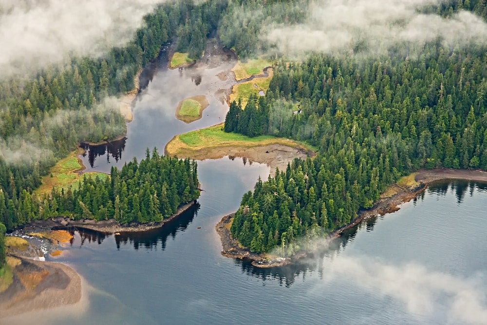 Aerial view of huge trees at Tongass National Forest in Alaska