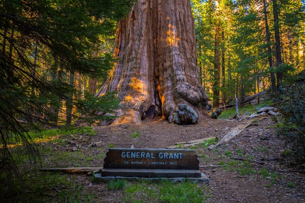 General grant tree in Kings Canyon National Park, California