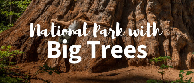 National park with big trees featured image
