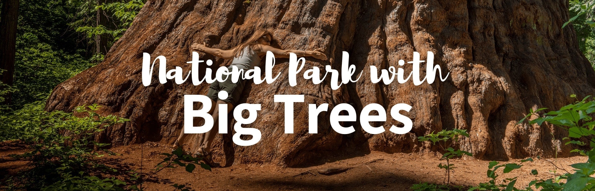 17 National Park With Big Trees: Guide To Identification and Location