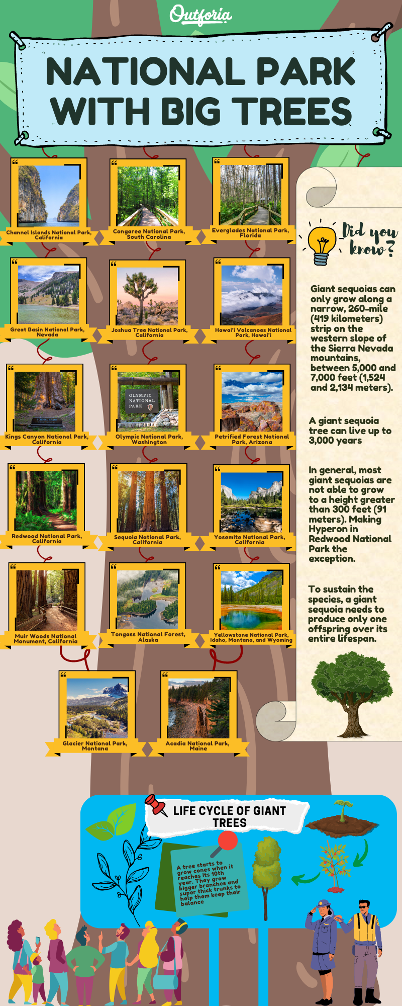 National park with big trees chart and infographic