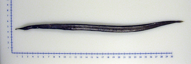 Nessorhamphus ingolfianus from the family of Derichthyidae or longneck types of eels