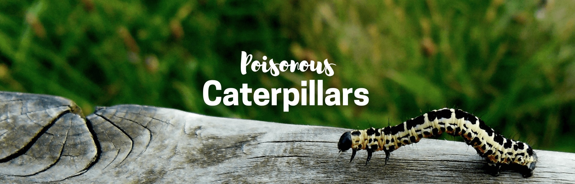17+ Species of Poisonous Caterpillars Found Around the World