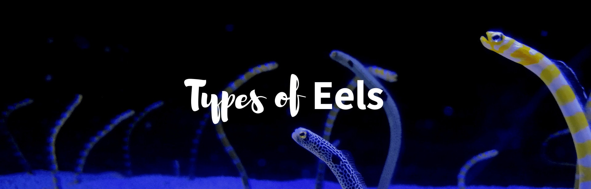 19+ Different Types of Eels: Classification, Facts, & Photos