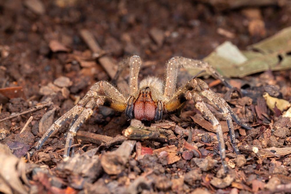 image of a Brazilian spider Phoneutria nigriventer on the ground