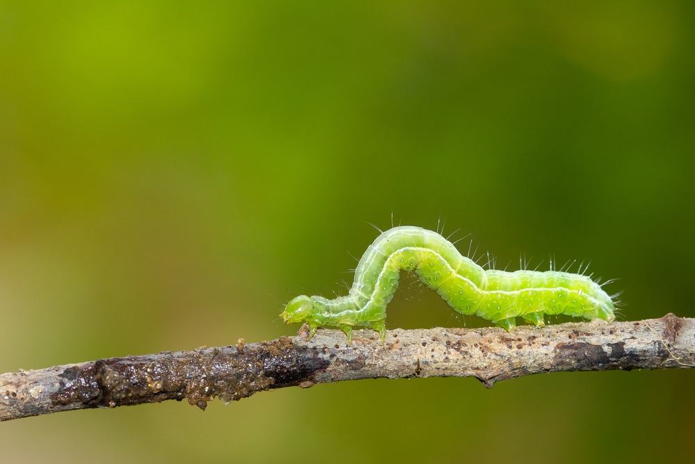 Green caterpillar crawling on a thin branch