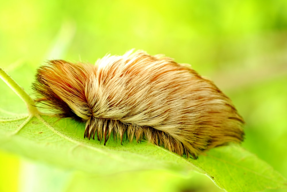 Poisonous Puss Caterpillar (Megalopyge opercularis)