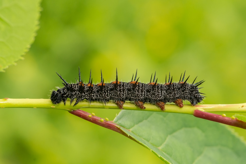 Poisonous Spiny Elm Caterpillar (Nymphalis antiopa)