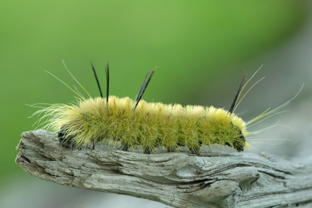 Poisonous American Dagger Caterpillar (Acronicta americana)