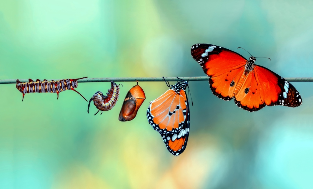 Life cycle from a caterpillar to butterfly