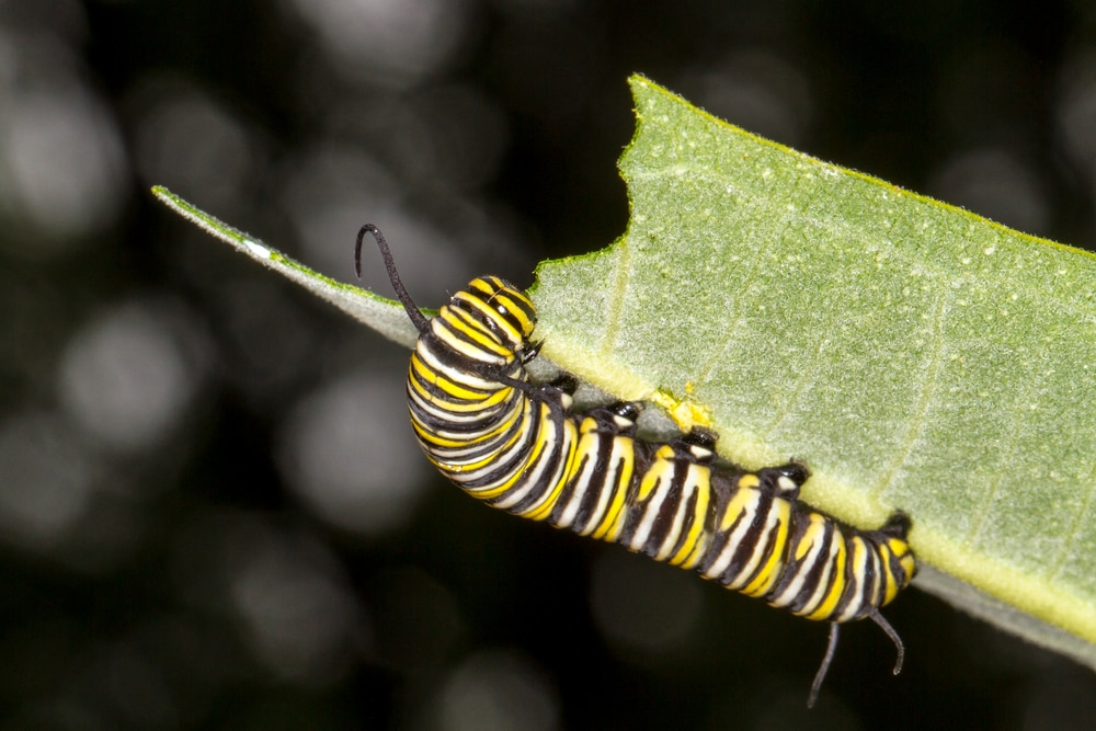Caterpillar eating a leaf