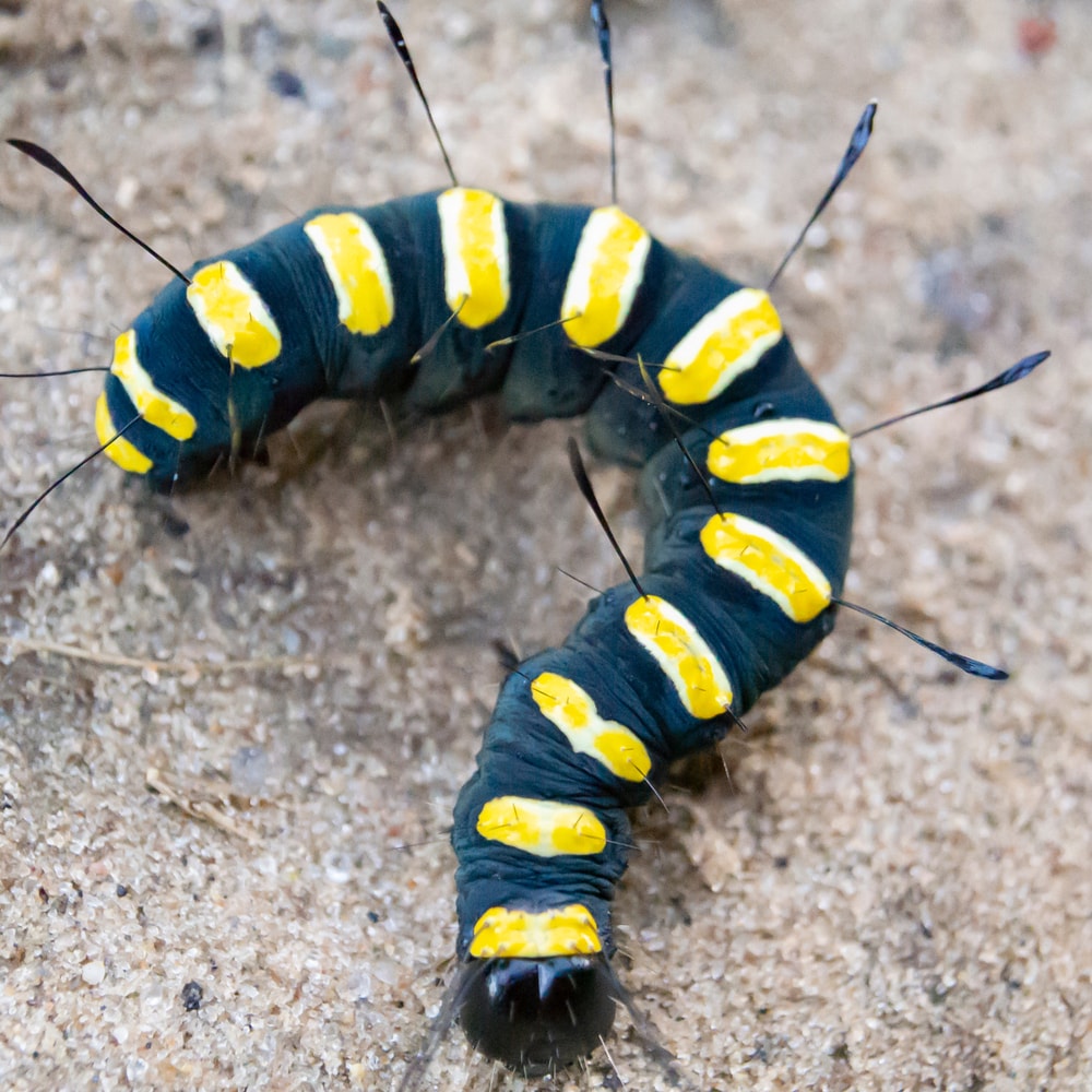 Yellow and black caterpillar formed into question mark