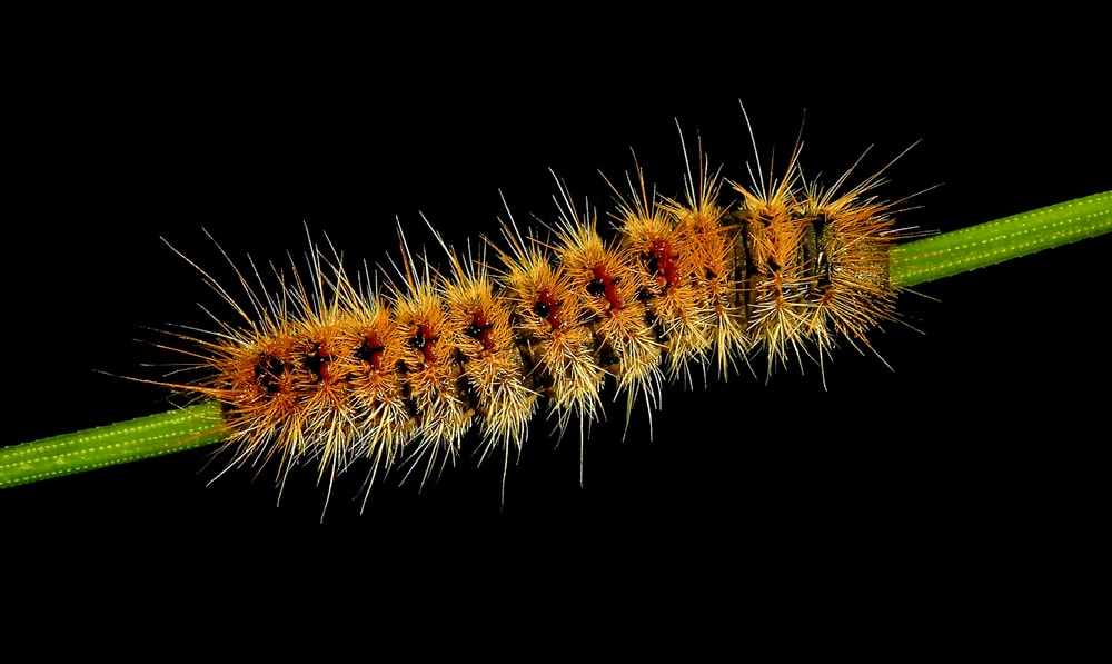 Spikey caterpillar in a thin leaf with black background