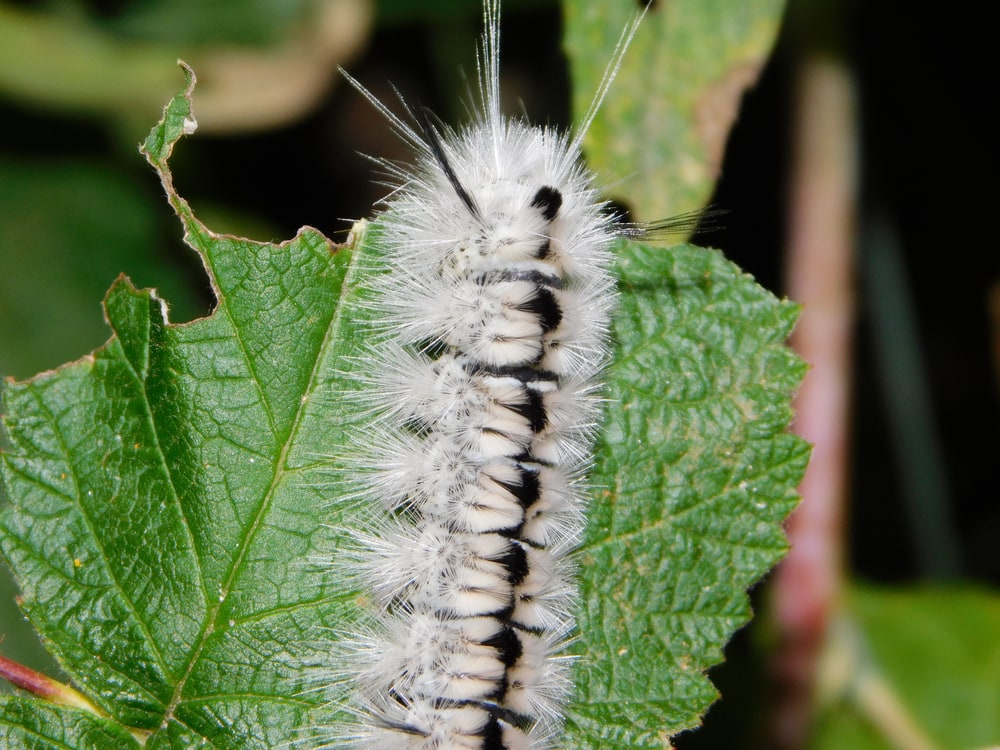Poisonous Hickory Tussock Caterpillar (Lophocampa caryae)