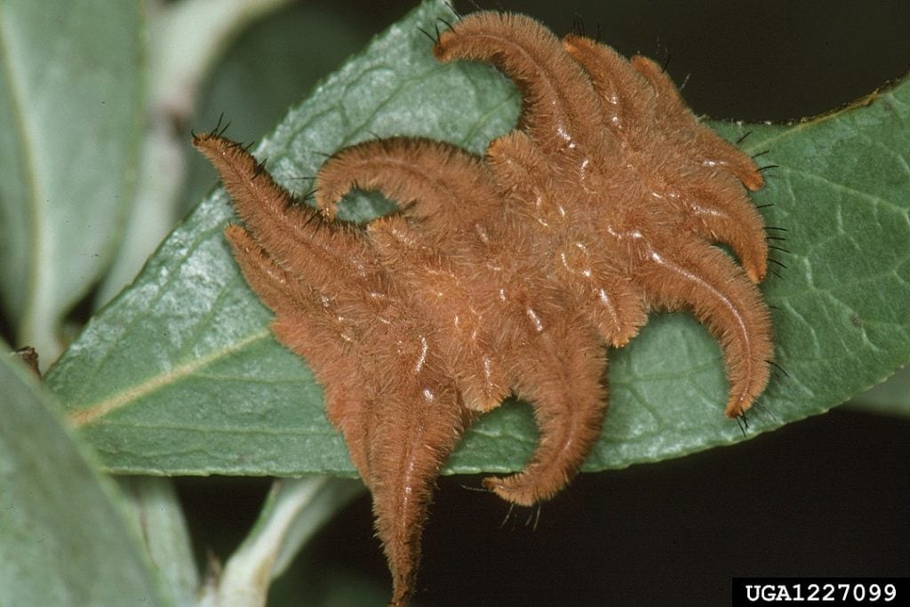 Poisonous Hag Moth Caterpillar (Phobetron pithecium)
