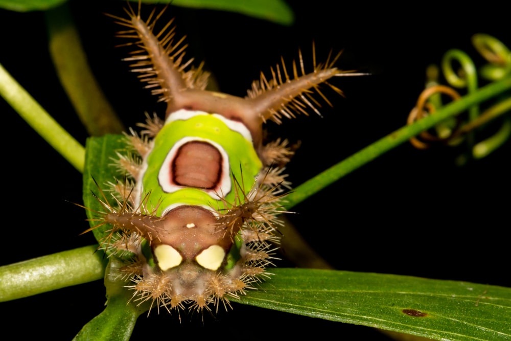 Poisonous Saddleback Caterpillar (Acharia stimulea)