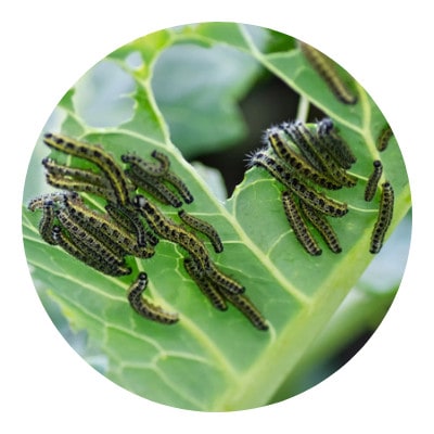 Group of caterpillars eating a leaf