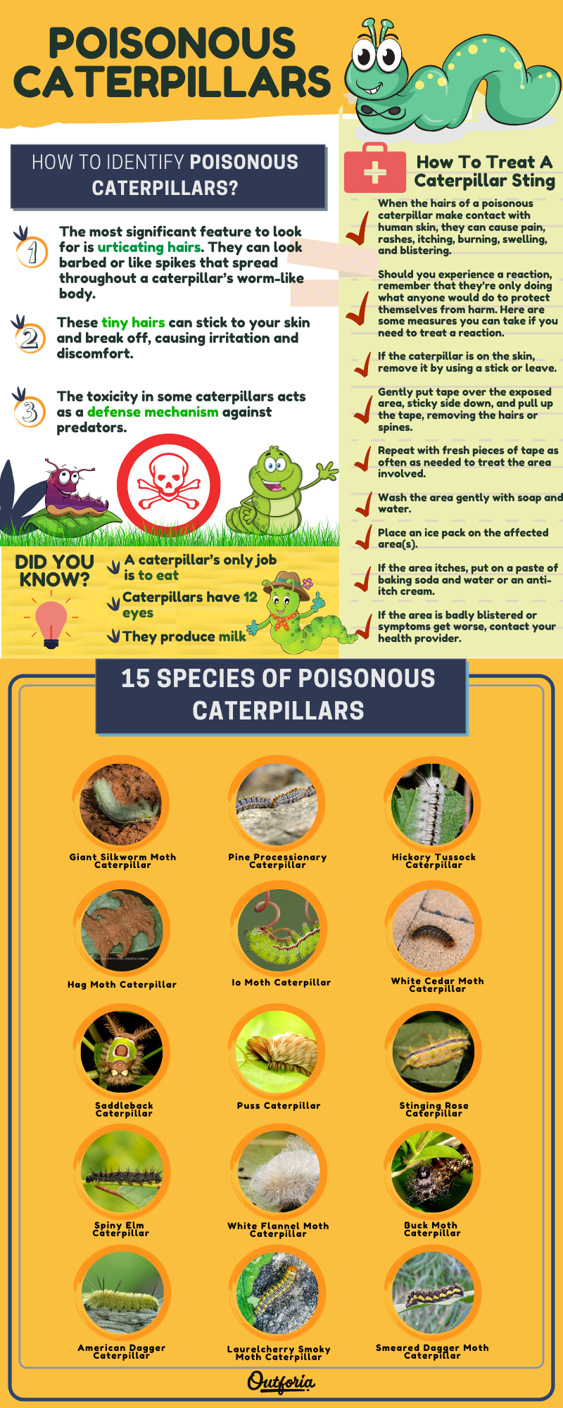 Poisonous caterpillars chart and infographic
