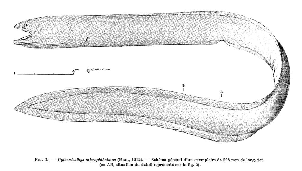 illustration of a mud eel