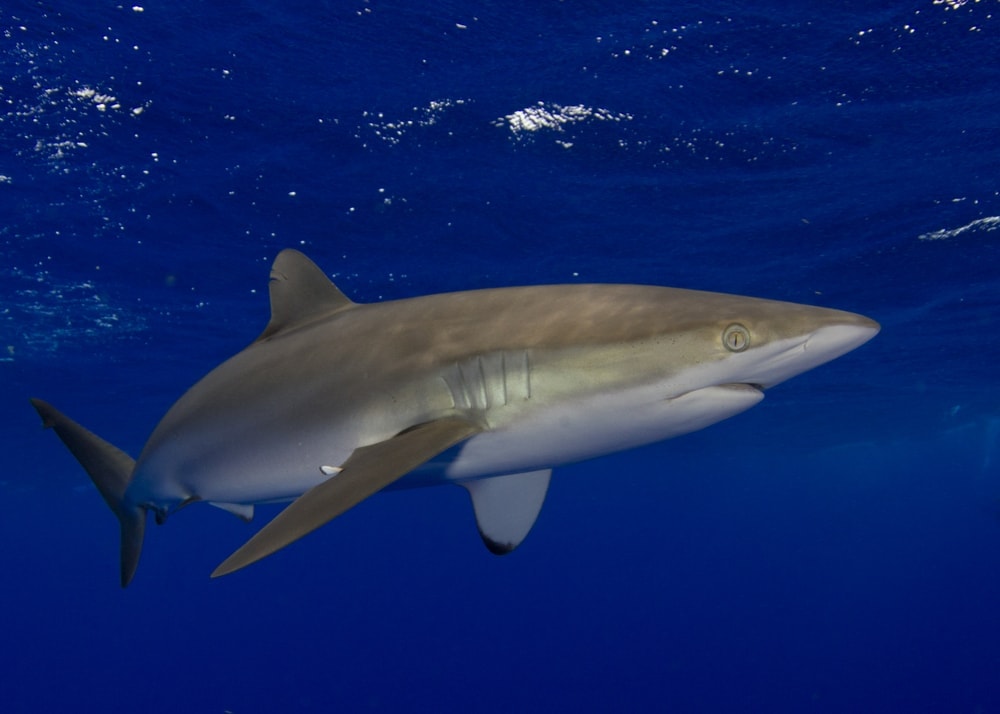 Silky Shark swimming on Florida waters (Carcharhinus falciformis)