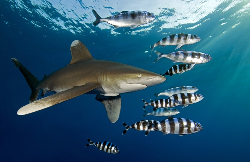 Oceanic Whitetip Shark with group of fish swimming on Florida waters (Carcharhinus longimanus)