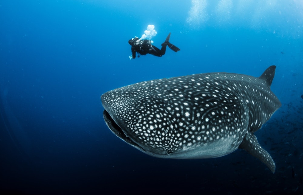 Whale Sharks being escorted by a diver in Florida (Rhincodon typus)