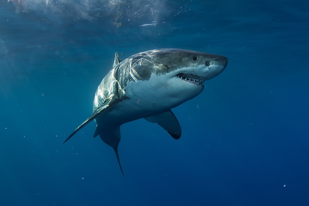 White Shark swimming on daylight in Florida seas (Carcharodon carcharias)