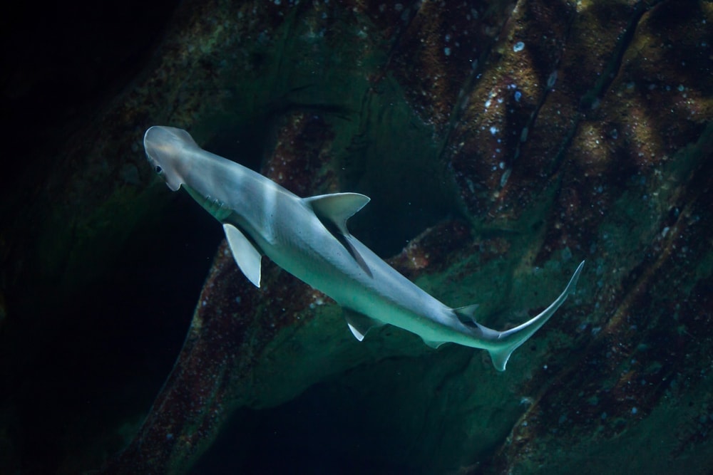 Bonnethead Shark in Florida (Sphyrna tiburo)