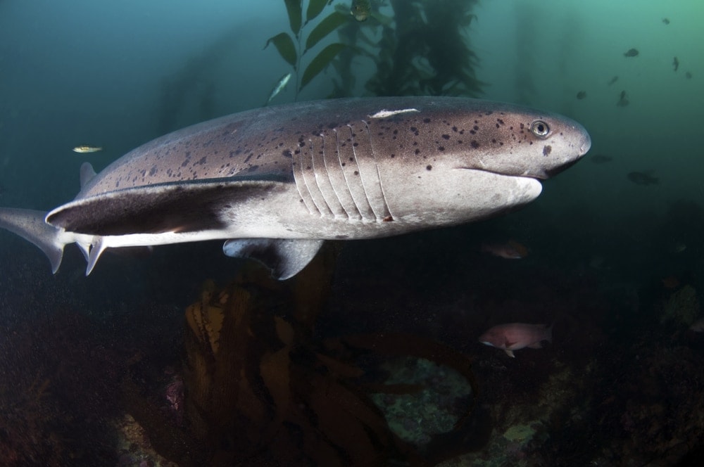 Six Gill Shark on deep side of Florida ocean (Hexanchus griseus)