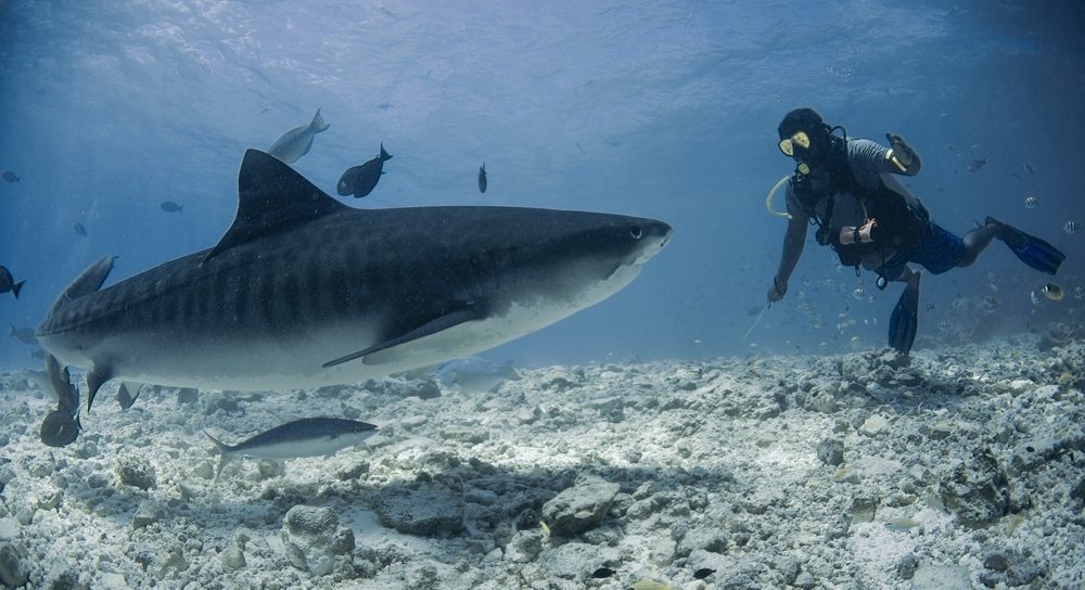Scuba diver interacting with a shark