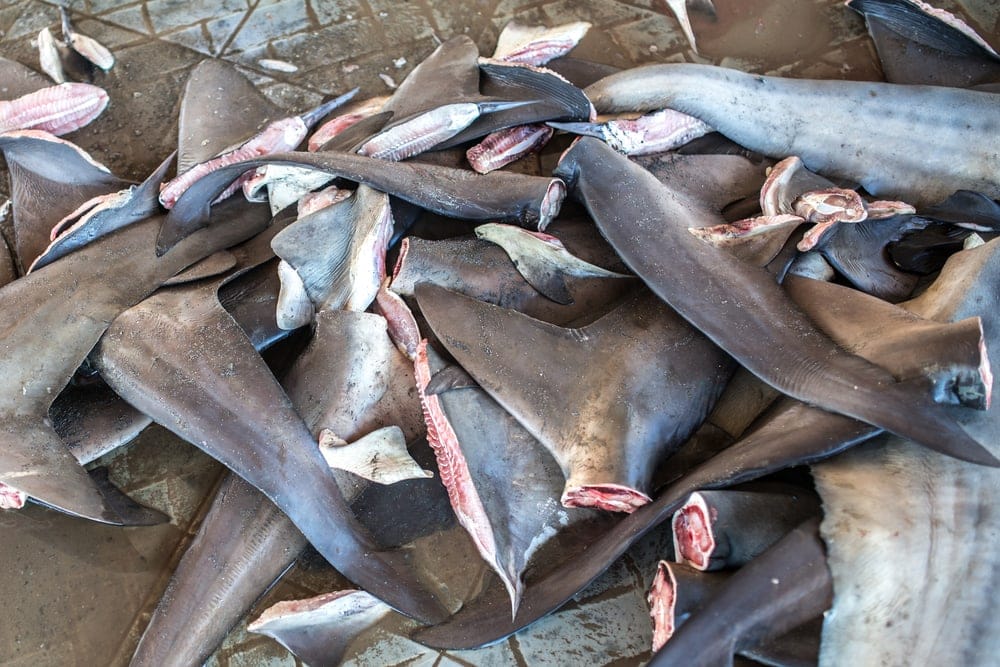 Sharks fin piled on the floor