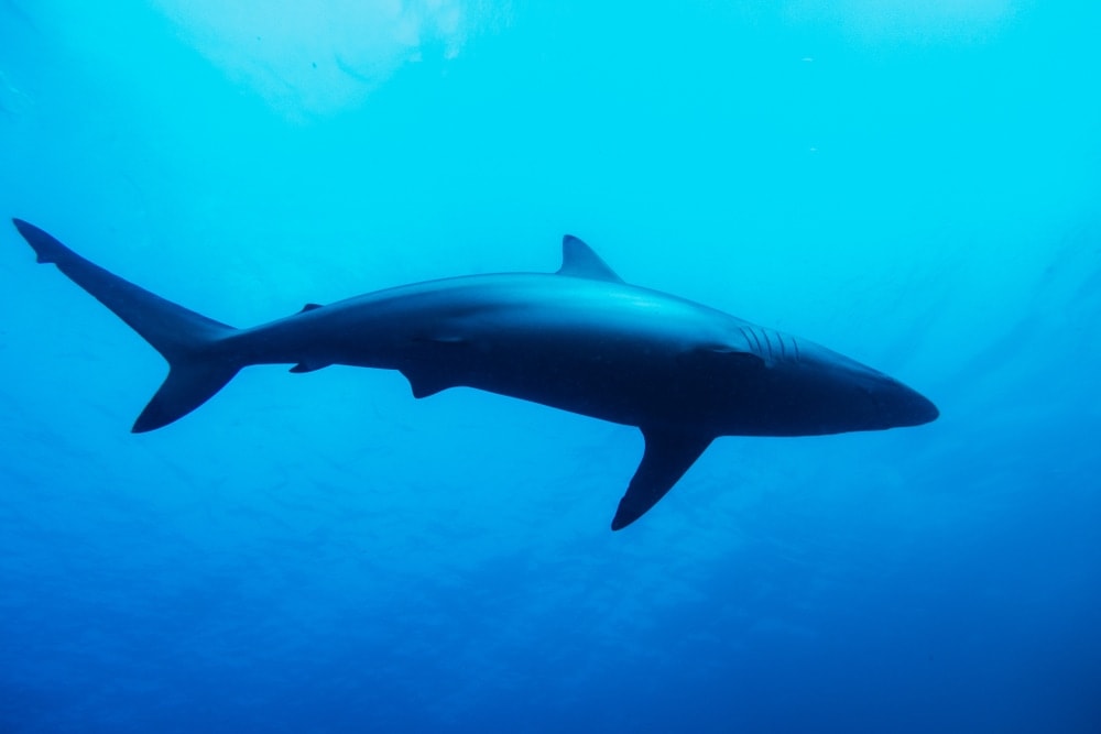 Spinner Shark on blue waters of Florida (Carcharhinus brevipinna)