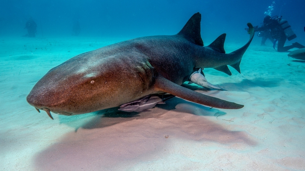 Image of a Florida nurse shark and diver in the background (Ginglymostoma cirratum)