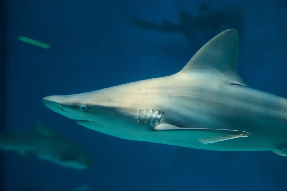Closed up photo of Florida Sandbar Shark (Carcharhinus plumbeus)