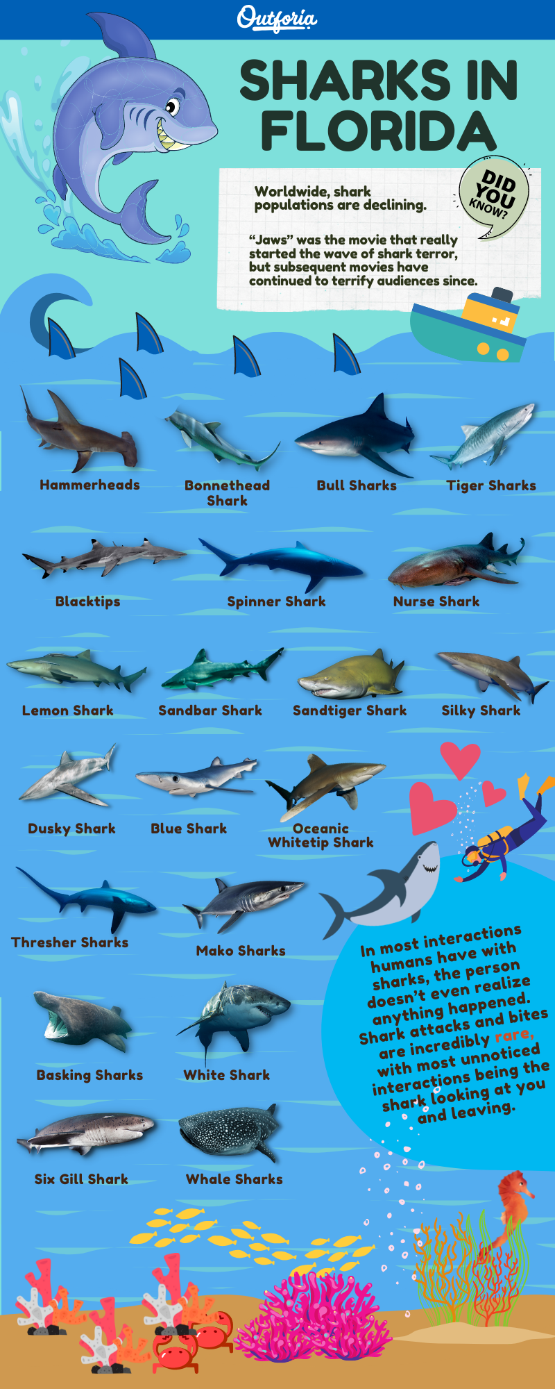 Sharks in florida identification infographic chart